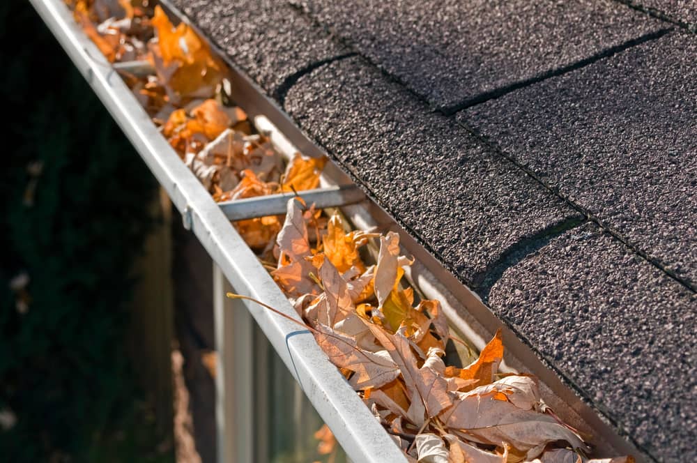 Leaves in rain gutter means it is time for gutter cleaning.