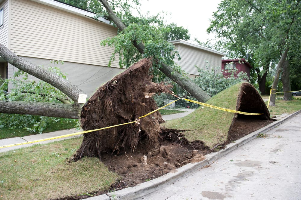 large tree fell over on a house