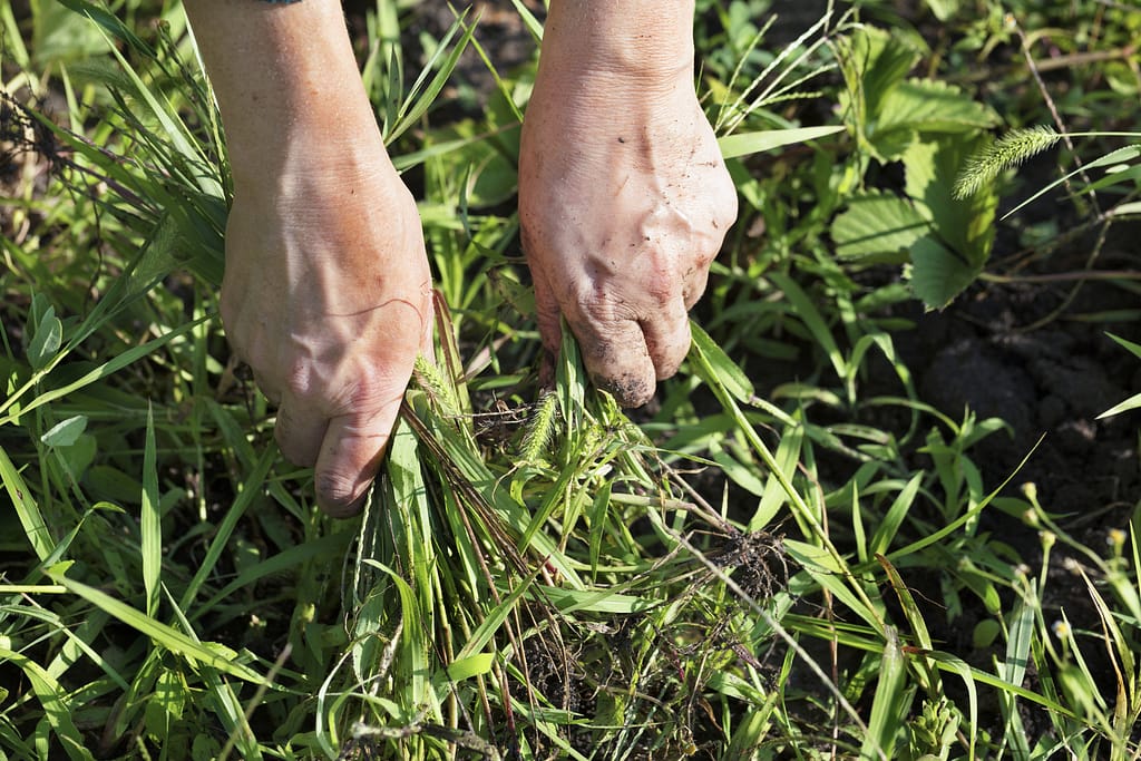 common Ohio weeds