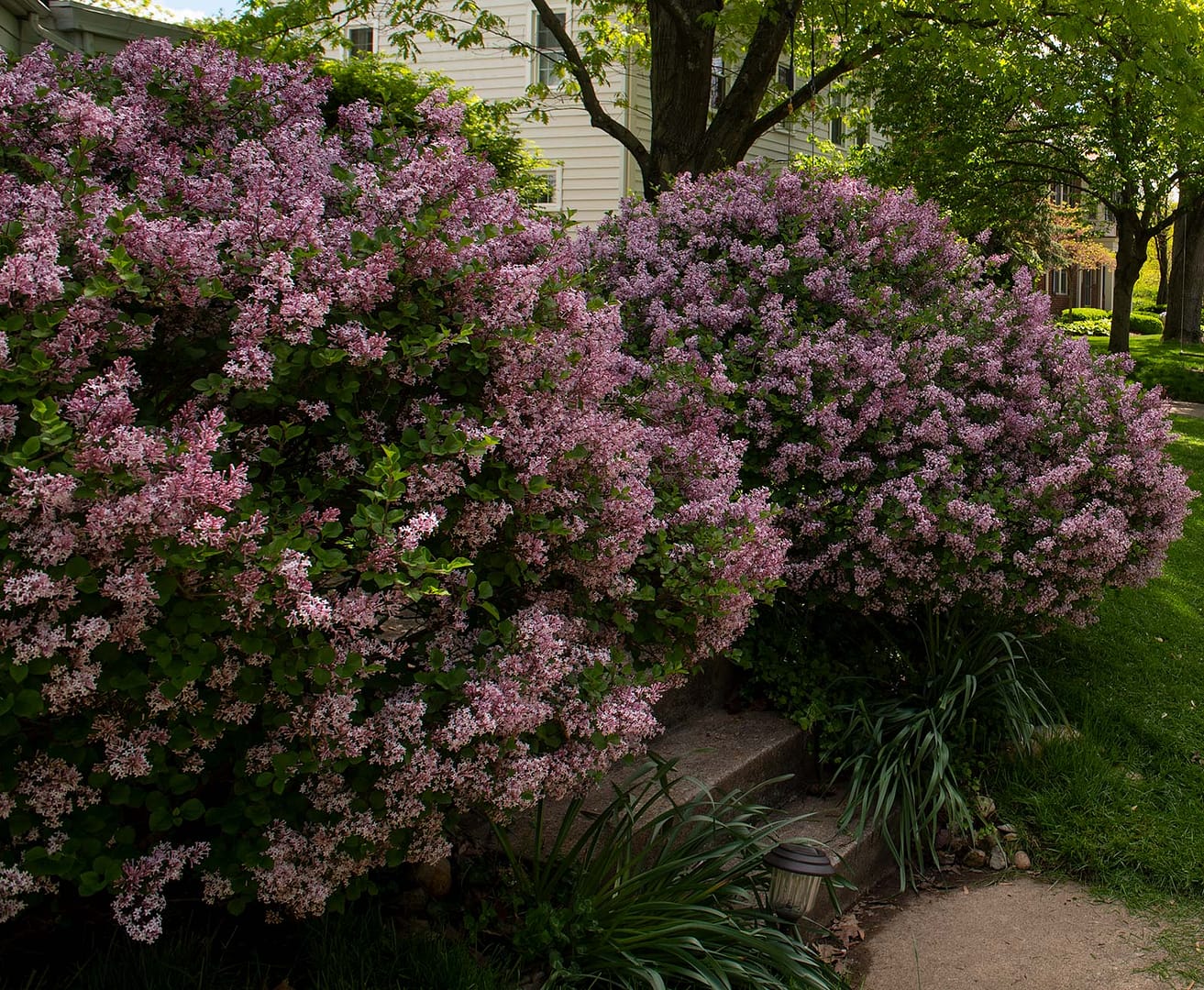 Upper Arlington Bushes Pink Flowers Web Design Company