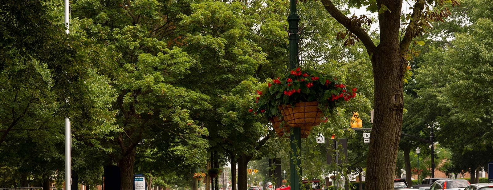 Worthington Ohio Flower Basket Tree Web Design