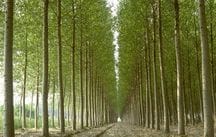 lightweight-plywood-italian-poplar-plywood Lightweight Italian Poplar Forest Plywood