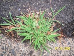 weeds in Ohio you need to know about includes crabgrass shown here