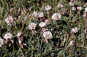 common ohio weeds white clover