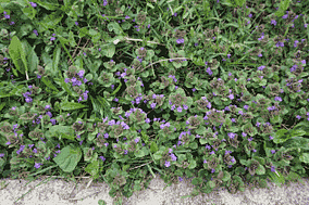 common ohio weeds ground ivy