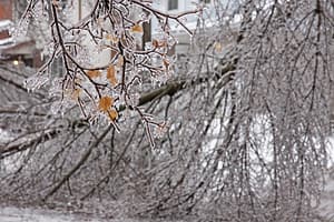 An ice covered branch in the foreground with a downed tree in the background. Shot during the ice storm of Dec. 13 southern Ontario Canada.