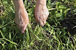 common Ohio weeds