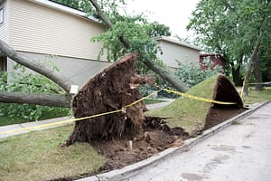 large tree fell over on a house