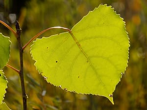 Cottonwood tree leaf.