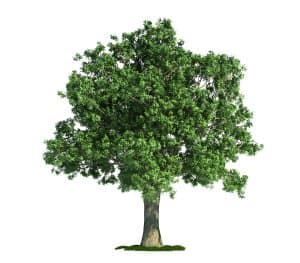 oak trees are among the many trees never to plant near your house