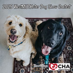 one white dog and one black dog looking up to their person exited about seeing the entries for the 2025 WestMUTHster Dog Show Contest.