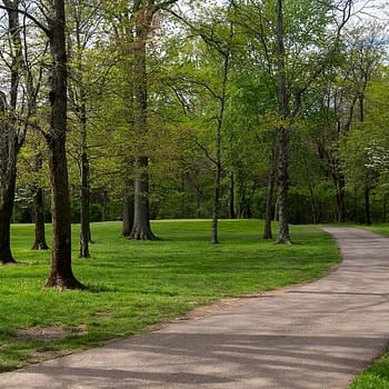 New Albany Ohio Nature Trail Trees Web Design
