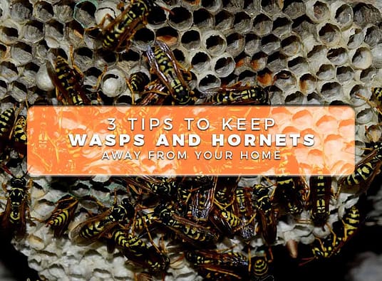 Wasps and Hornets