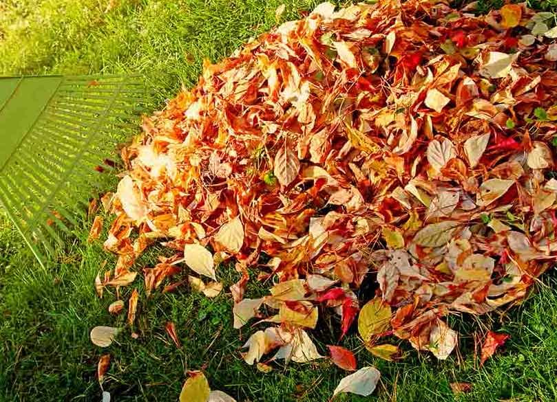 A picture of a rake and fall leave, Raking leaves all are part of Fall Lawn Care Tips
